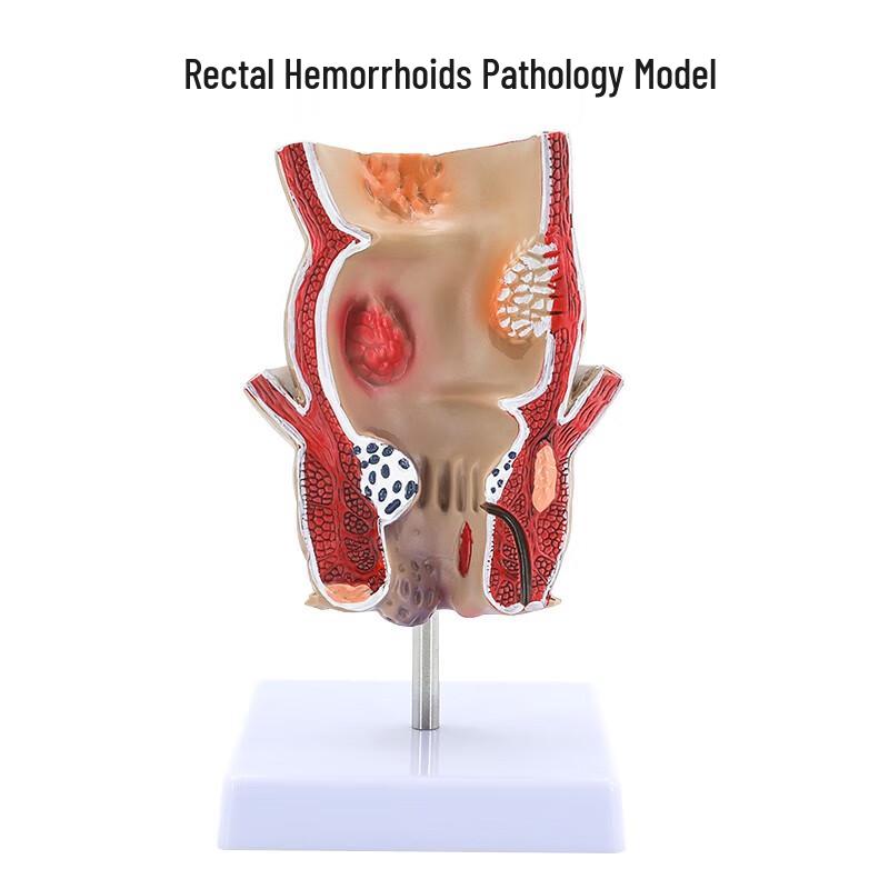 Blue butterfly Human Anatomy & Pathology Models