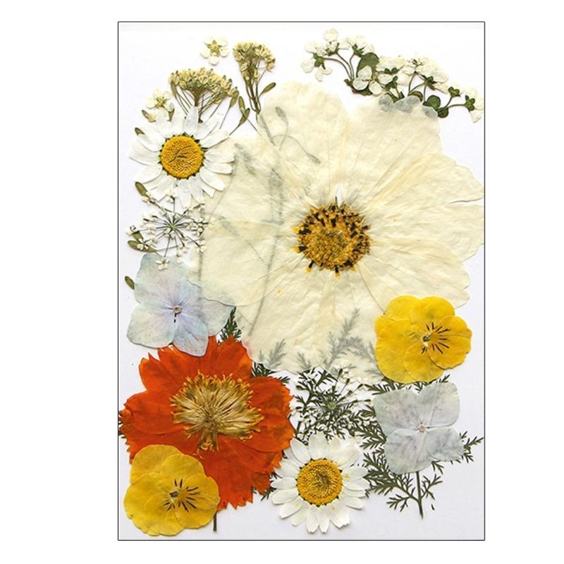 Dried Pressed Flower for Resin Molds Natural Dry Flower Leaves for Art Craft Supplies Scrapbooking Jewelry Making 6XDE