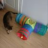 Funny Cat Crawling Tunnel for Cats Gotas Foldable Pet Toys Sphynx Kedi Katten Speelgoed mascotas Accessories I S T X Shape Tube