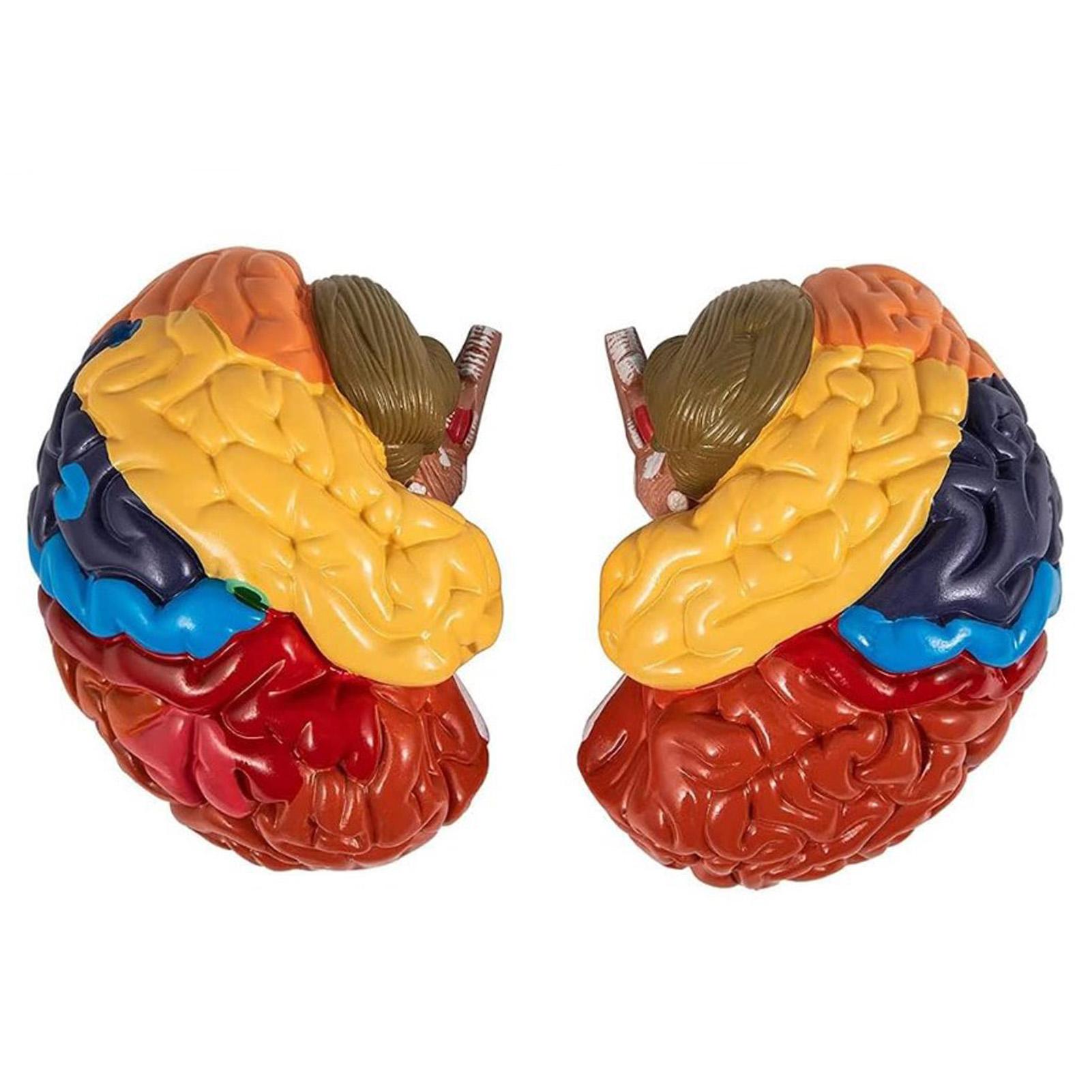 2 Piezas 2X Modelo de Cerebro Humano Colorido Desmontable Educativo Modelo Anatómico del Cerebro Humano