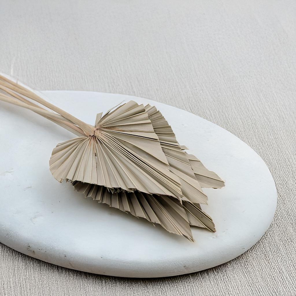 Palma Cięta, Wachlarz, Strzałka (Palm Spear) - Naturalna