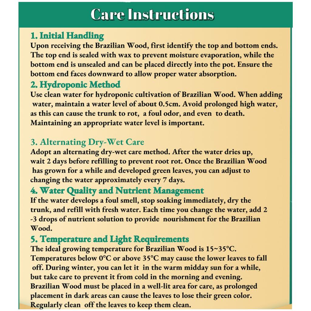 Brazilian Wood Is A Nice Tree Grown In Water For Four Seasons. It Is An Easy-to- Plant Grown In Water Indoors.