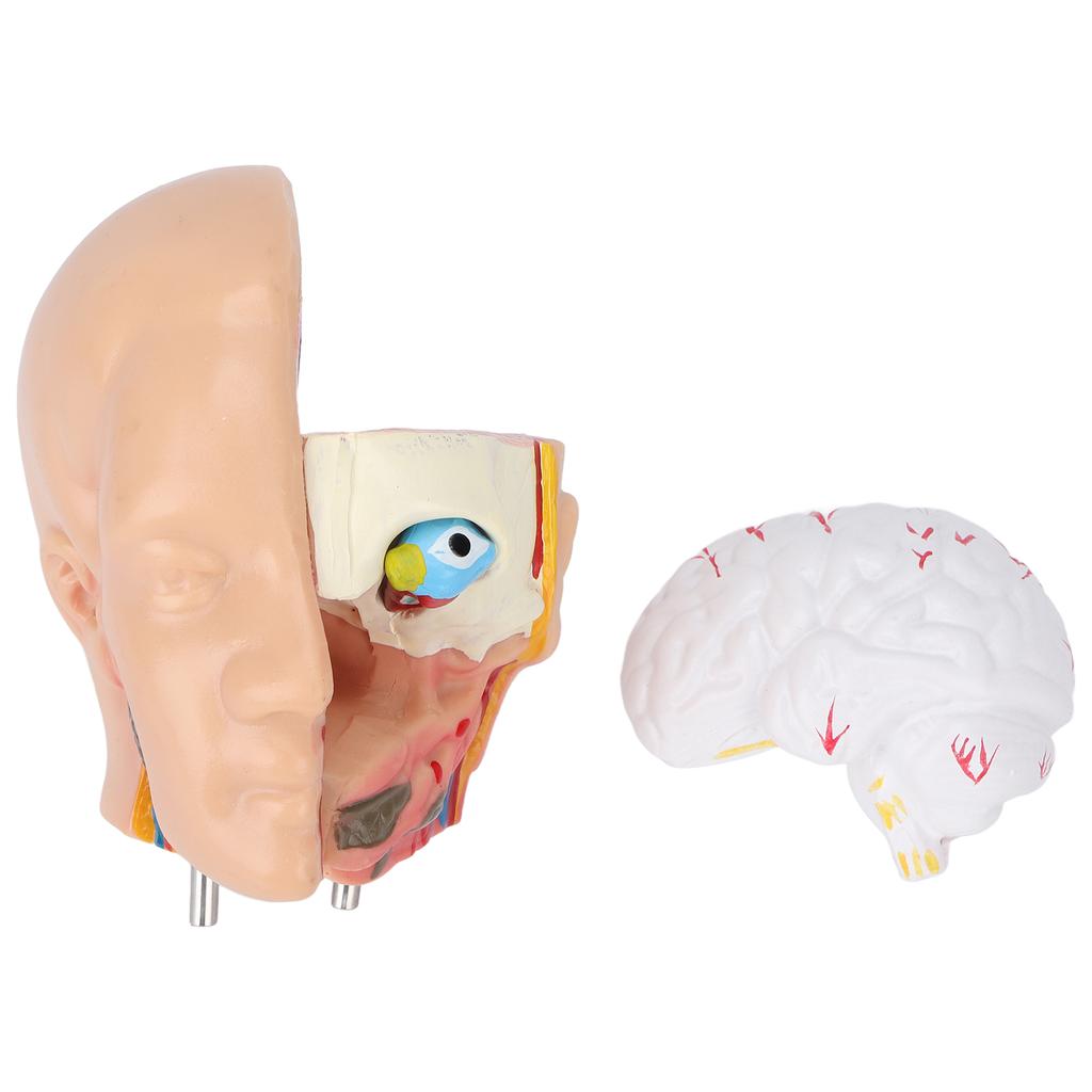Menschliches Torso-Modell, abnehmbares pädagogisches Körper-Gehirnanatomie-Modell für den Unterricht in Schulkrankenhäusern, 17,7 Zoll