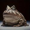 Resin Garden Frog Ornament Cartoon Landscape Decoration Universal Frog Statue  Outdoor Yard