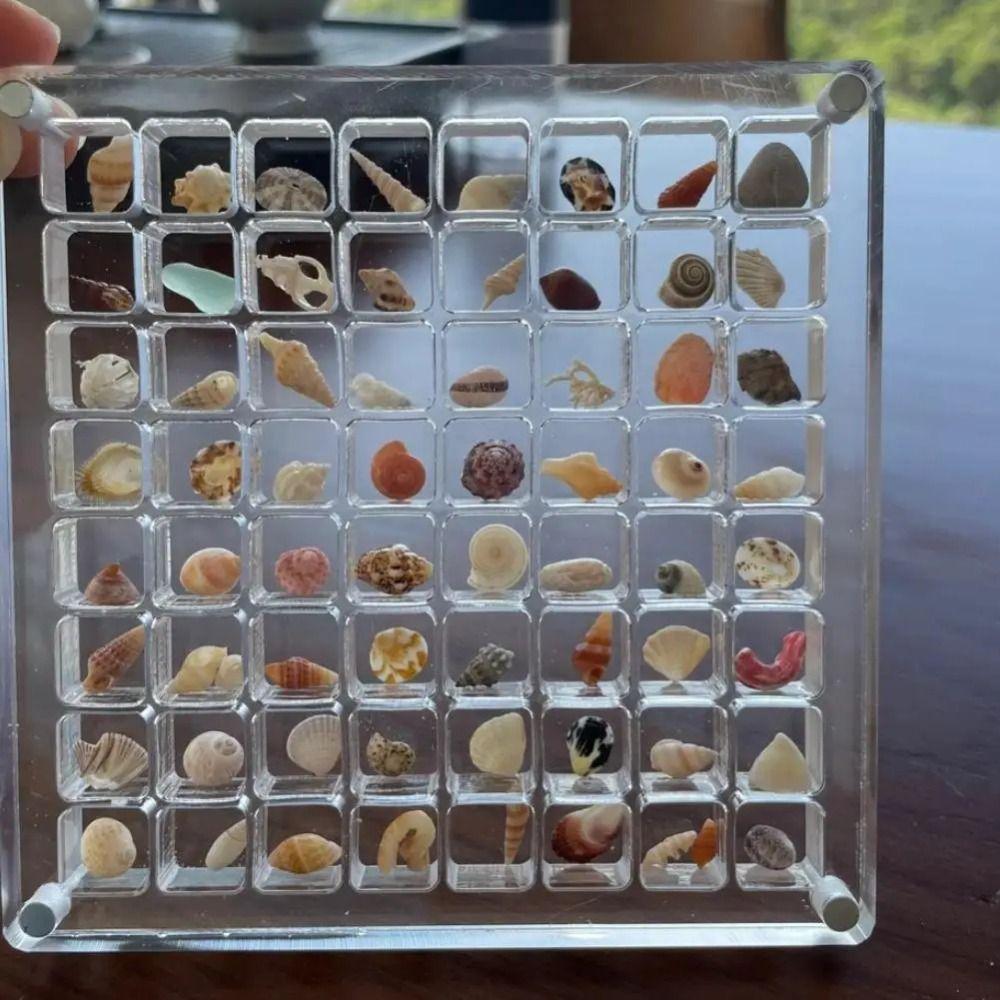 Transparent Magnetic Seashell Display Box Mini Seashell Collection Case