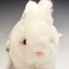 Takenoko Petit Dream Mini A Rabbit White Plush Toy 95010