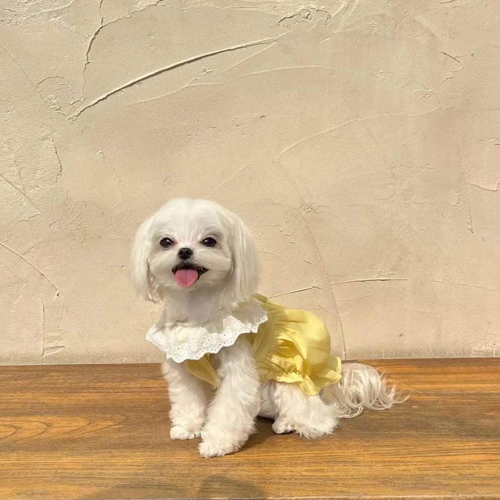 Sommar Kattunge Prinsessklänning: Andningsbar & Anti-håravfall för Ragdoll, Brittisk korthår & Fler