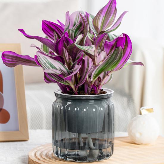 Flowerpot with Drainage Holes Water Filling Port Automatic Self-Watering Hydroponic Flowerpot Transparent Base Plant Container