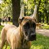 10Pcs Soft Foam Rods Dog Ear Stand Up Tool Prevent Ear Fold Dog Ear Erecting Kit  Dog Accessory
