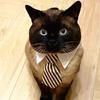 1 Piece of Dog Tie Tie Tie, Cat Small Dog Tie Tie Tie, Gentlemanly Style Cat and Dog Pet Tie, Perfect for Weddings and Parties