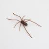 Lifelike Texture Big Spider Fridge Magnet Funny Prank Horror Magnetic Ornament 1Pcs for Kitchen Home Decor