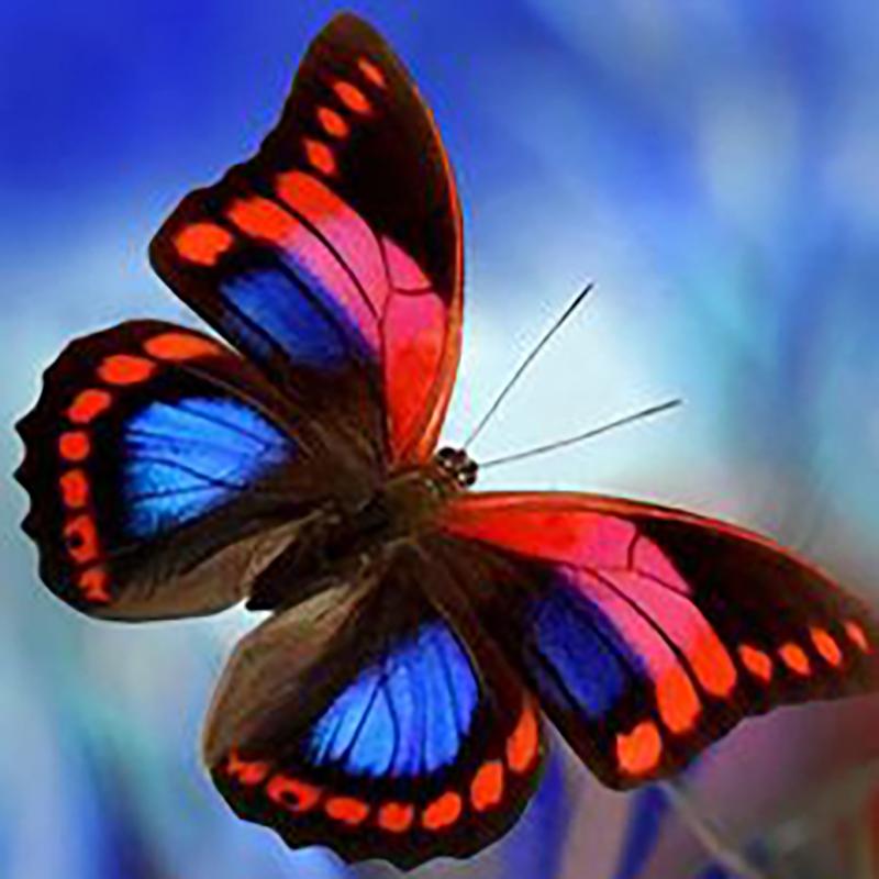 

Diy Бабочка узор 5D алмазная живопись полный круглый дрель цветы наборы для вышивки крестом Алмазная мозаика вышивка домашний декор Full Round 20x20CM