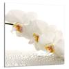PANEL SZKLANY DO KUCHNI 60x65 Orchidea