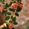 Simulated Flower Realistic Rose Long-lasting Hanging Artificial Faux Silk Flower Home Wedding Decor