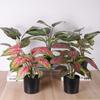 Aglaonema Bananenblatt Künstliche Pflanze für Heim- & Hoteldekoration