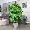 With Cover Plant Support Bracket Plastic Flower Pots Stand Climbing Plant Stand  Indoor Plant Use