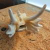 Aquarium Handicraft Hallowed Dinosaur Beach Crafts Decoration FishTank Supplies Sea Art Crafts Decorations Fish Toy