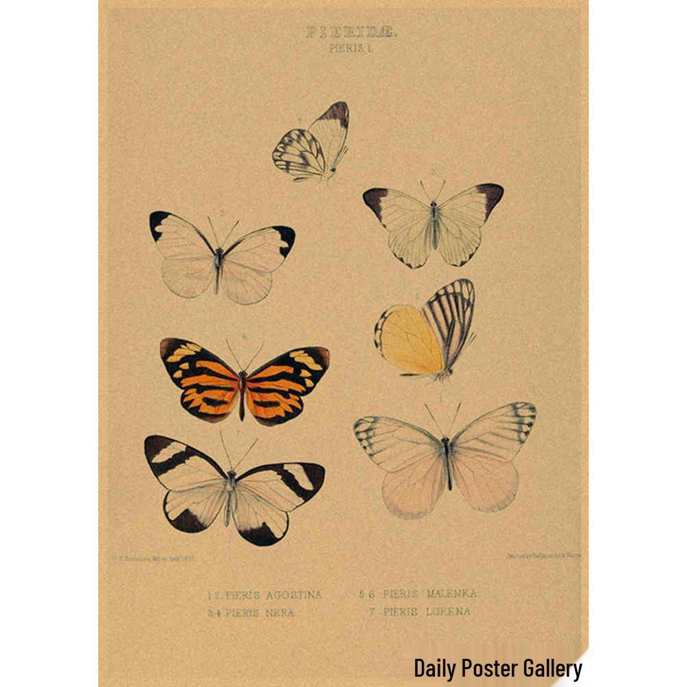 Retro Schmetterlings-Illustrationsposter: Handbemalte Tier-Wandkunst im Vintage-Stil, europäisch & amerikanisch