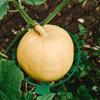1pc Anti-Rotting Watermelon Stand Gardening Stand Vegetables Gardening Stand  Pumpkin Watermelon