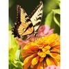 5D DIY Diamond Painting Butterfly Cross Stitch Kit Full Round Drill Embroidery Animal Mosaic Home Decor Kit Wall Art Gift