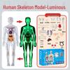 Kids' Educational Human Anatomy Model: Assembled Skeleton & Organ Teaching Aids.