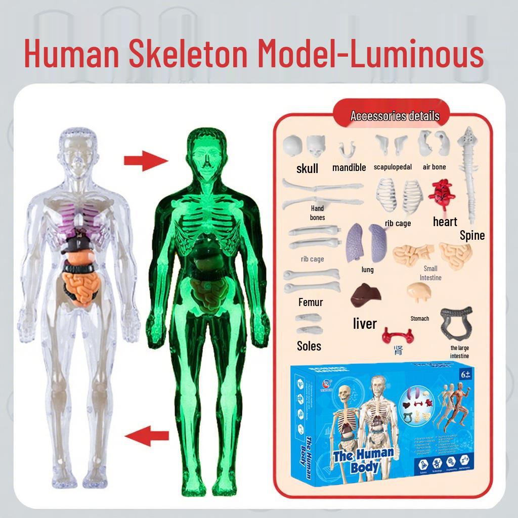 Kids' Educational Human Anatomy Model: Assembled Skeleton & Organ Teaching Aids.