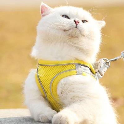 Gatos – Colares e correias para gatos