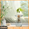 Plant Propagation Station Transparent Glass Avocado Tree Flower Vase Glass Planter Gardening Lovers Home Decor