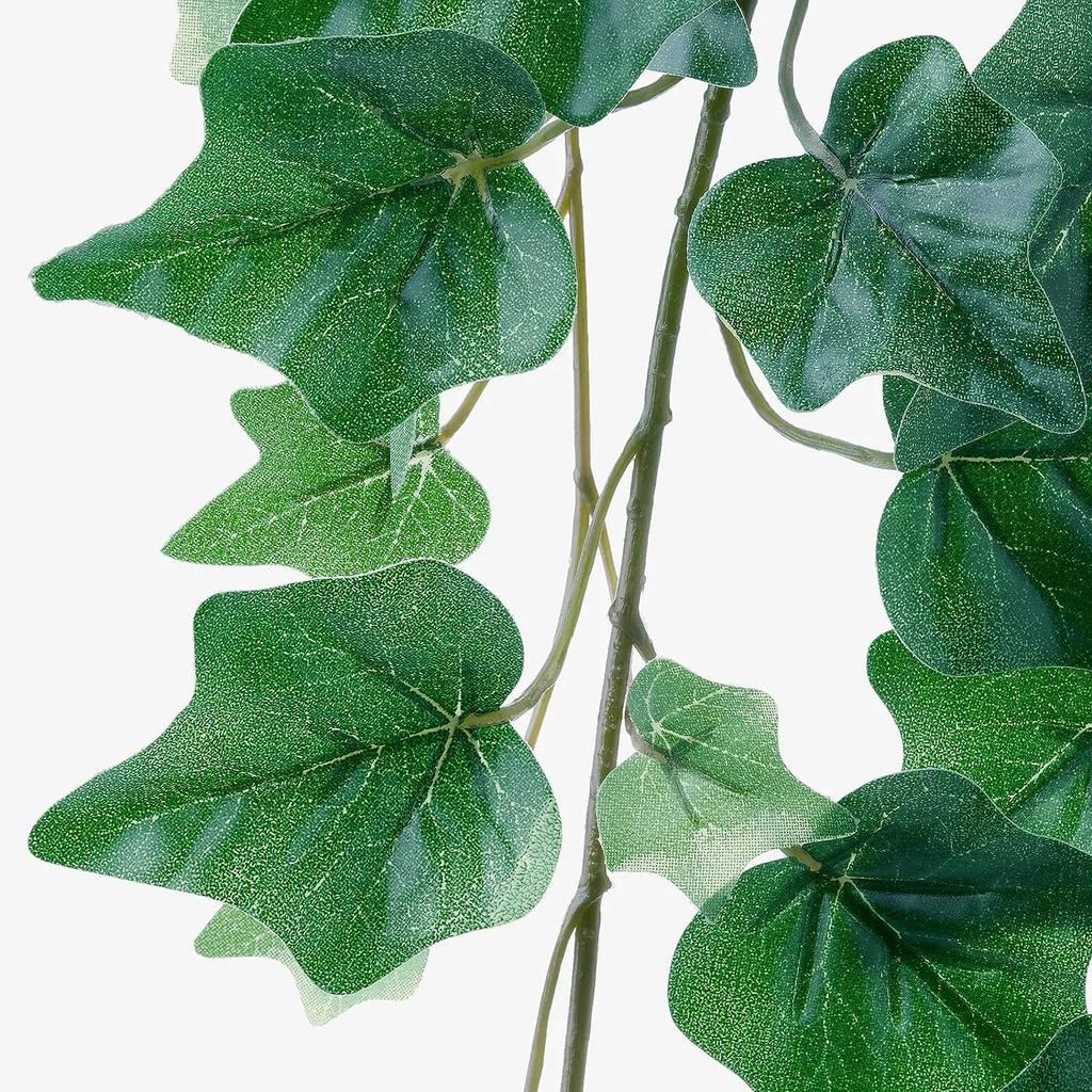 korbmarante triostar Calathea 'Triostar' – Foliage Dreams main image 1