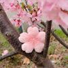 2026  Cherry Blossom Series Plush Doll Pendant Kawaii Pink Flower Car Keychain Gift For Cute Girlfriend Bag Decoration