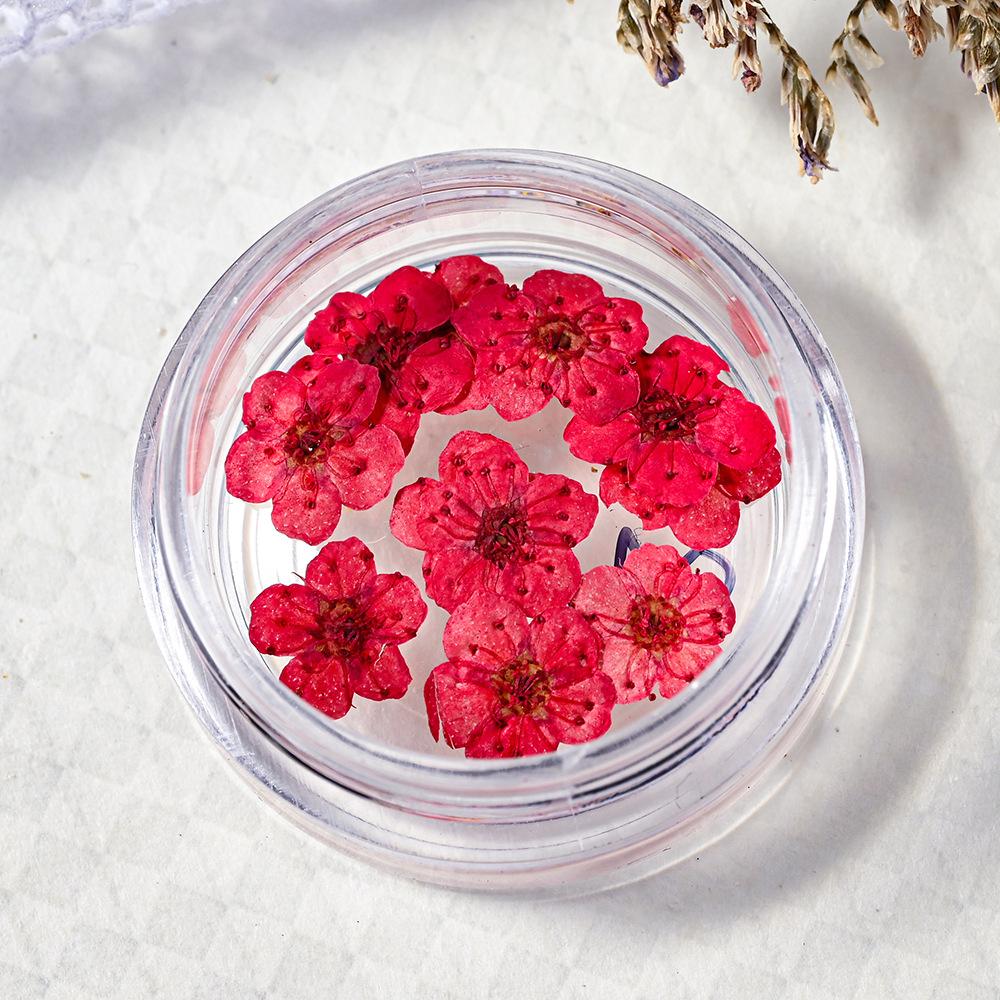 10PCS/Box Small Daffodil Dried Flower for Nail Art Decorations Natural Real Pressed Flower Making up Phone Case Mold Making