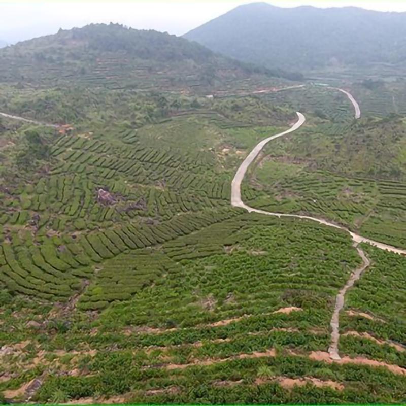 250g Organic Selenium Enriched Handmade Baxian Tea