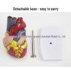 1:1 Human Heart Anatomy Model with 34 Markings, Large Color Doppler B-Ultrasound Mold for Teaching