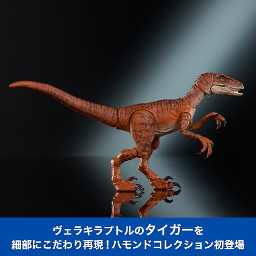 Mattel JURASSIC WORLD Hammond Collection Velociraptor Tiger Children's Figure Dinosaur Toy Moving Large Total Length: Approx. 19.8cm Ages 8 and Up