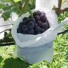 50Pcs Fabric Planting Pocket Fruit Protection Bags Garden Greenhouse Supplies Anti-bird Insect Barrier Pouch Grow Bag