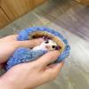 Mini Portable Carrier Bag Comfortable Breathable Drawstring Design Outing Bag For Hamster Chinchilla