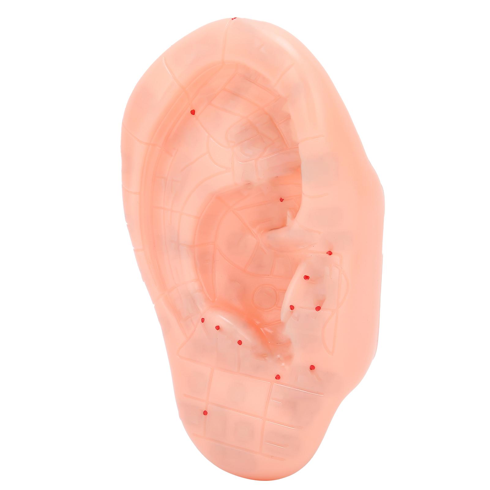 

Модель зоны уха, акупунктурная точка уха, обучающая акупунктурная точка, модель 13 см