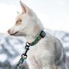 WOLFGANG DigiFloral Collar Wide X Neck Circumference for Small (Small) 1.6cm 20-30cm [Collar Dogs]