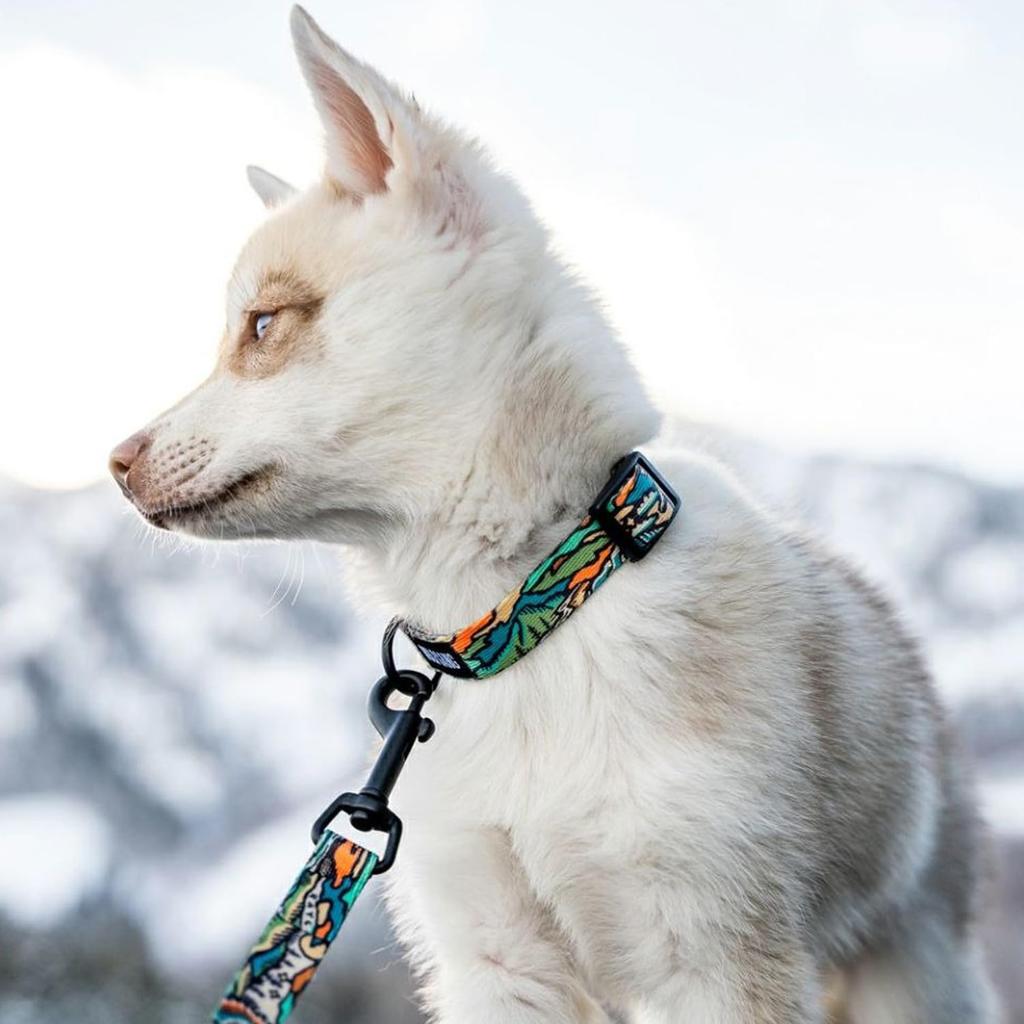WOLFGANG DigiFloral Collar Wide X Neck Circumference for Small (Small) 1.6cm 20-30cm [Collar Dogs]