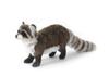 Raccoon No.5238