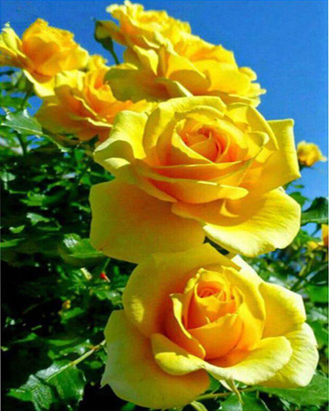 

5D алмазная живопись цветы полная дрель квадратная круглая рукоделие искусство алмазная вышивка пейзажная мозаика растение домашний декор Full Round 30X40CM чёрный