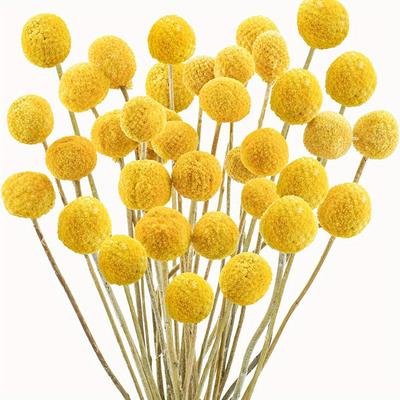 20pcs Golden Ball Dried Flowers Preserved Flowers Home Decoration Natural Dried Flowers