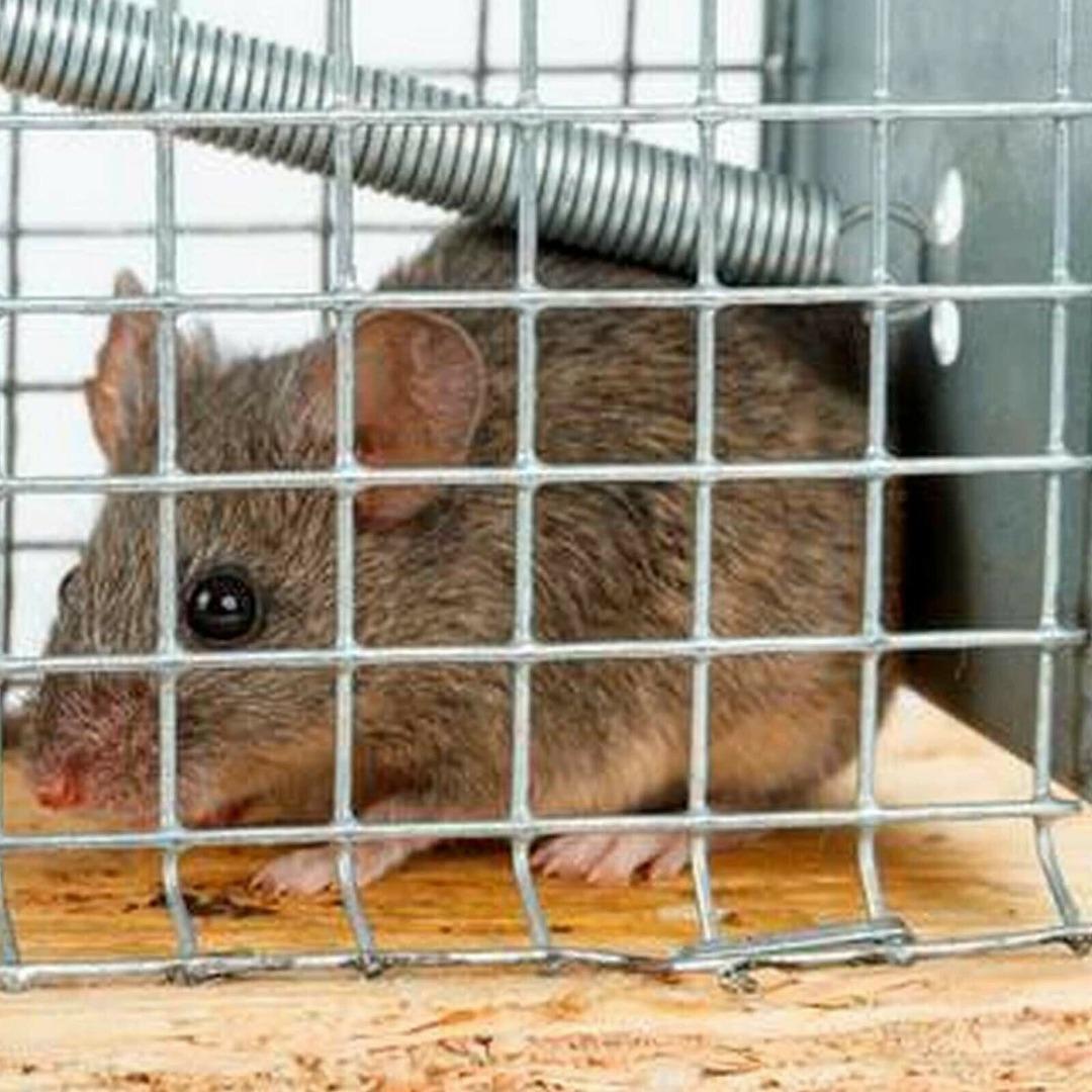 Мышеловка для живых мышей — фото 3