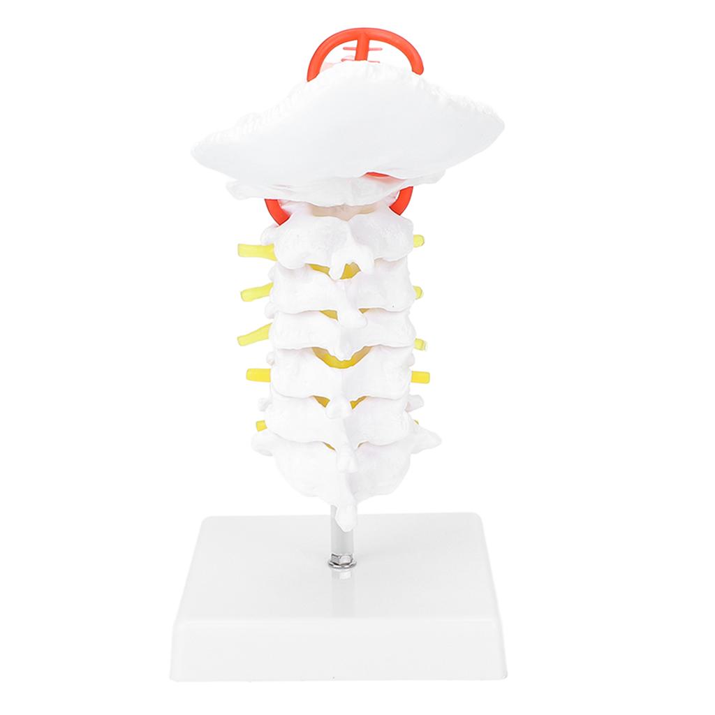 Cervical Vertebra Model Arteria Spine Spinal Nerves Anatomical Model for Science Classroom Study
