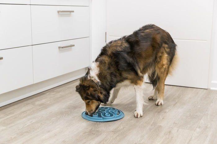 Bol pour nourriture - TRIXIE - 25038 - TPE - Antidérapant - 35 cm - Bleu