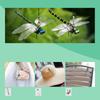 Simulation Dragonfly Mosquito Repellent Artifact Plastic Model Big Dragonfly Crafts Outdoor Hanging Ornaments Garden Decoration