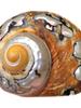 Large South African Abalone Green Seashell Ornament for Aquariums & Hermit Crabs