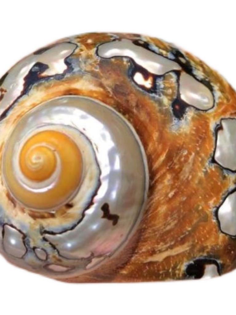 Large South African Abalone Green Seashell Ornament for Aquariums & Hermit Crabs