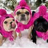 New Cat Autumn and Winter Warm Windproof Dog Puffy Ball French Fight Dog Hat Hot Pet Cat Headgear Supplies