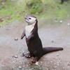 Otter Figurine Realistic Marine Mammal Collectible Model, Nature Decor for Home Office Desk Display Photography Prop Wildlife Enthusiast Gift